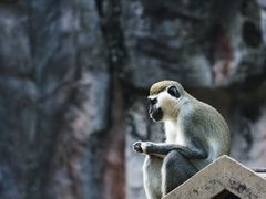 -上海野生动物园