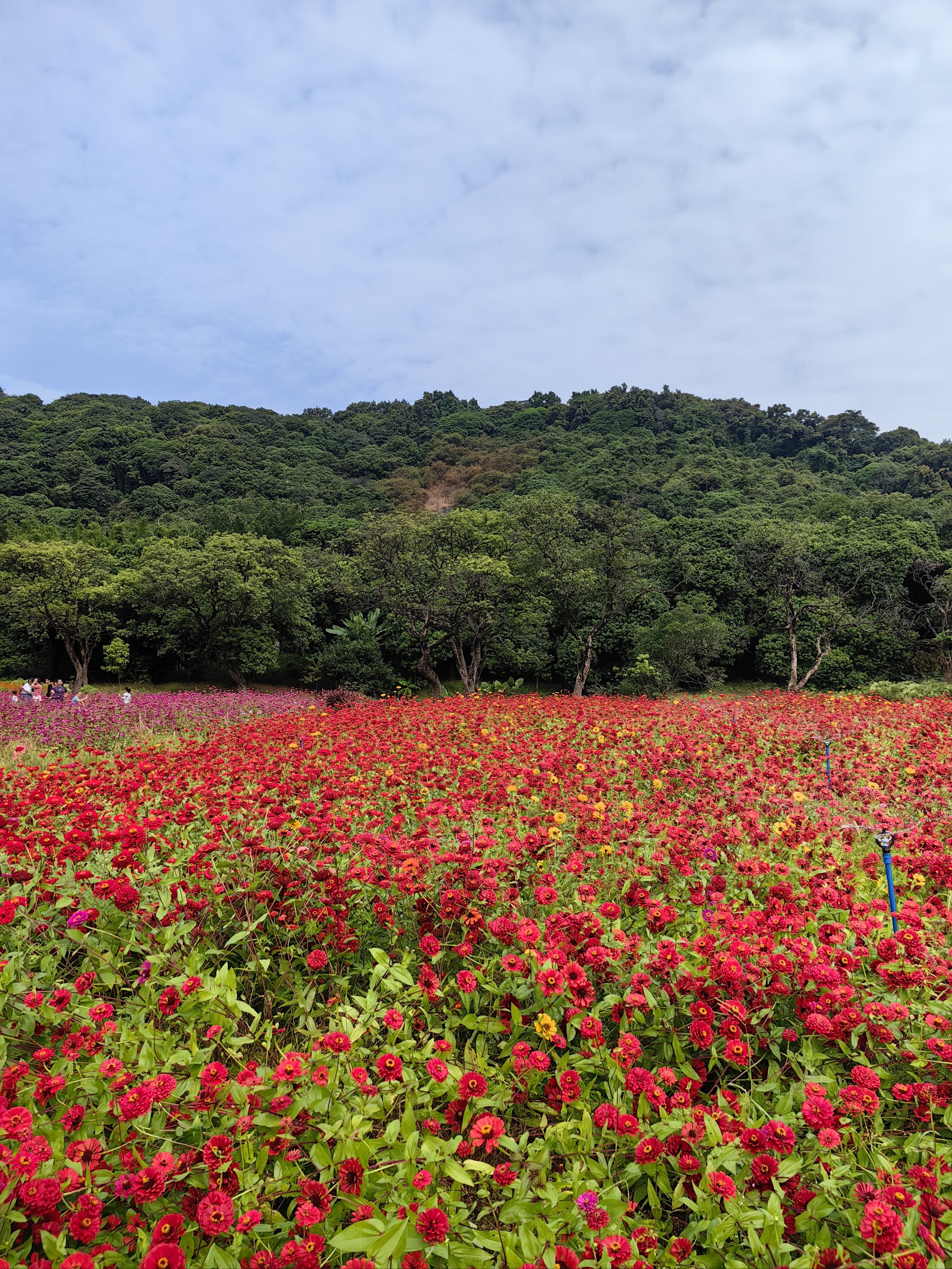 安顺轿子山花海现状图片