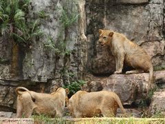 -石家庄市动物园