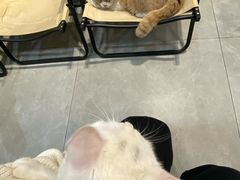 -伟伟宠物医院·CT影像中心·瑞派犬猫综合性门诊(汉口总院)