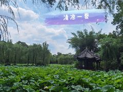 -桂湖森林公园