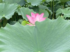 -莲花池公园