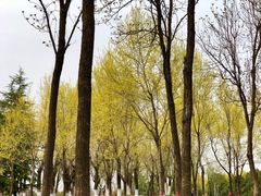 -洨河生态公园