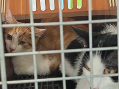 -艾吉宠物医院·疑难杂症转诊中心·猫友好(碧江路院)