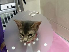 -北京观赏动物医院·24小时大型综合·猫专科·异宠专科