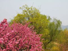 -北京西山国家森林公园