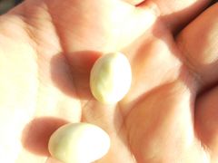 -GANSO元祖食品(白下店)