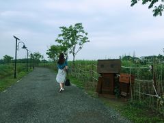 -田园东方蜜桃村的田野营地