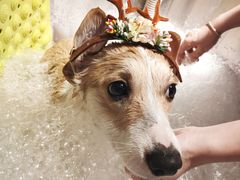 -PETKIT 小佩宠物·低压洗护·美容·寄养(安远店)