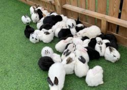 -萌宠亲子动物乐园(槐房万达店)