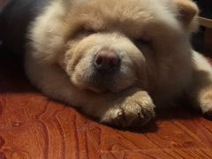 -1013 PET SHOP精品宠物商店(丁香店)