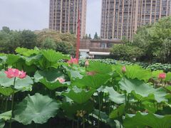 -陈家山荷花公园
