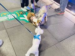 -瑞虹新天地月亮湾