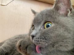 -中农国际动物医院24小时·猫科·骨科·急重症中心