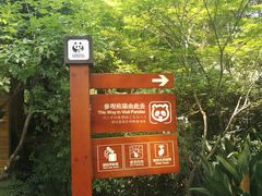景点-成都大熊猫繁育研究基地