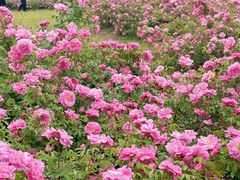 -长白岛森林公园