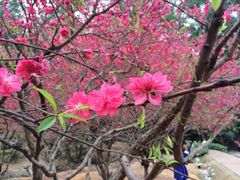 iphone_upload_pic-南国桃园旅游度假区