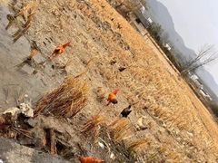 -黟县屏山村
