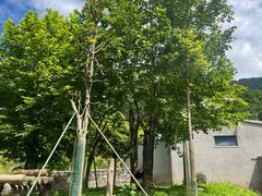 -卧龙中华大熊猫苑神树坪基地
