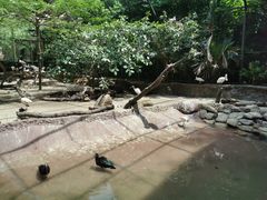 -新加坡飞禽公园