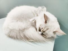 -怪兽屋·羊驼·猫咖·狗咖(俊华广场店)