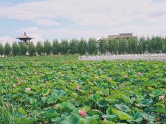 -呼兰河口湿地公园