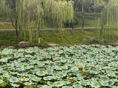-日出青木