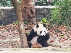 -都江堰中华大熊猫苑