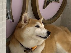 -柴务处·柴犬主题狗咖