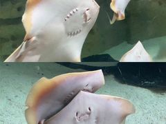 -珠海长隆海洋王国
