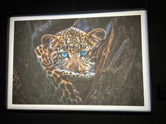 -罗红摄影艺术馆