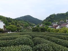 -龙井村