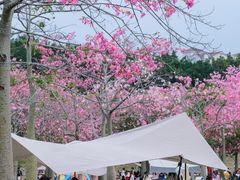 -风云岭森林公园