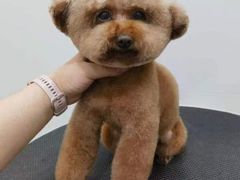 -1013 PET SHOP 宠物商店(近铁城市广场店)