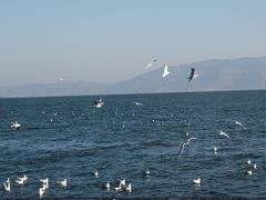 -大理洱海