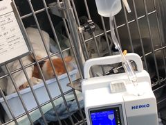 -爱侣宠医·鹦鹉专科·小型哺乳类·异宠专科(灵石路店)