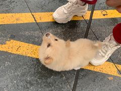 -观音桥步行街