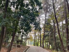 -铁山坪森林公园