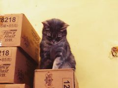 -猫色咖啡·猫咖