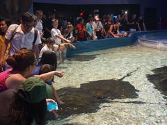 -瑞普利水族馆