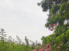 -贡湖湾湿地公园