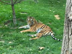 -北京野生动物园