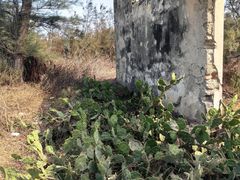 -贝壳沙滩