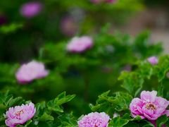 -国家植物园