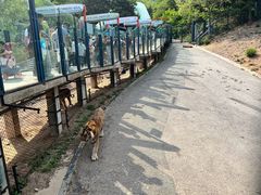 -大连森林动物园