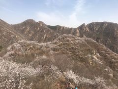 -大岭沟猕猴桃谷风景区