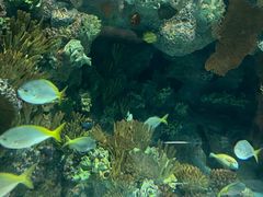 -上海海洋水族馆