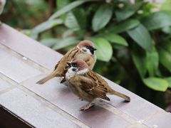 -香港大学