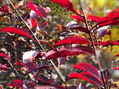 -永定河休闲森林公园