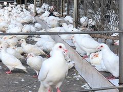 -绵阳人民公园(涪城区)